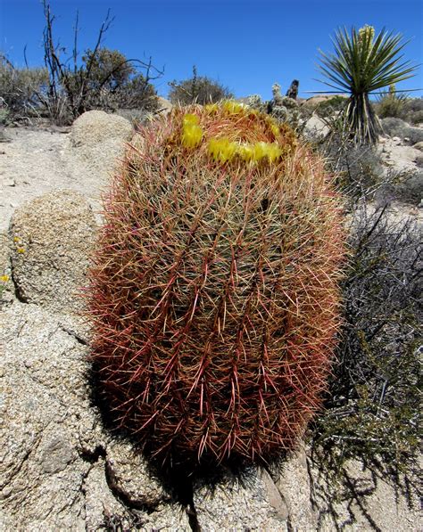 Plant Profile California Barrel Cactus Ferocactus Cylindraceus