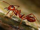 Ant Control Za Pictures