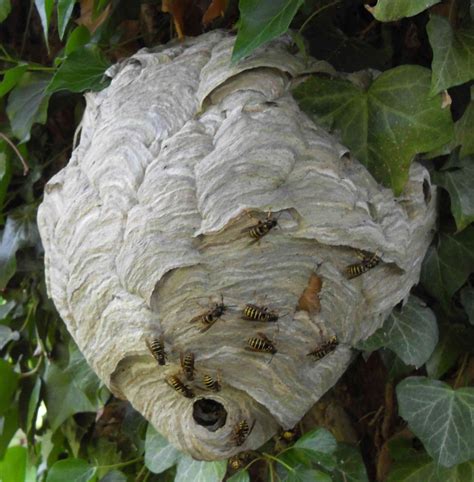 Have I Got A Wasp Nest Norfolk And Norwich Pest Control Norfolk Pest