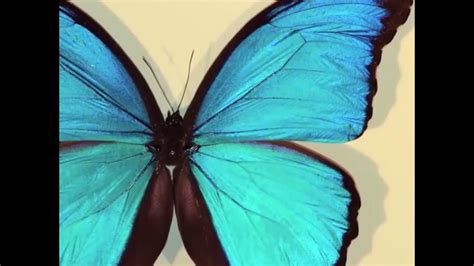 Zoom Into A Blue Morpho Butterfly Wing Youtube