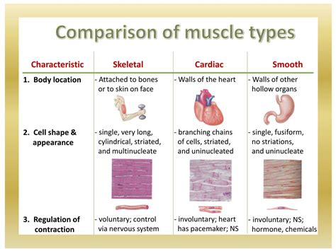 Ppt Muscular System Powerpoint Presentation Free Download Id2639632