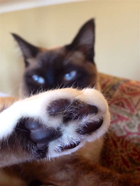 Pin By Nadine Loure On Mon Chouchou Seal Point Siamese Paw Pads Paw