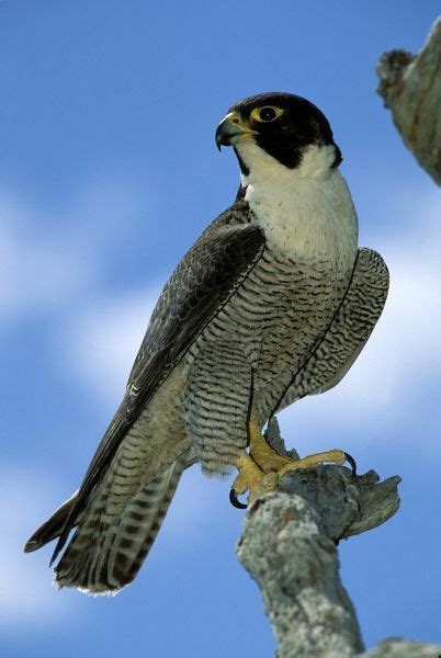 Prints Of Peregrine Falcon Female Peregrine Falcon Peregrine Falcon