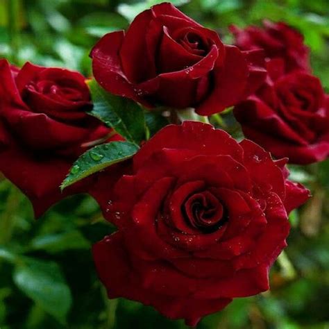Rose Red Climbing Giant Flowers Fragrant Buy Plants Online