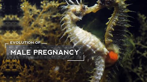How Male Seahorses Evolved To Give Birth Youtube