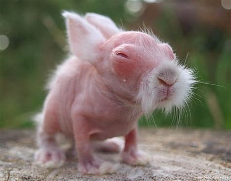 Ugliest Baby Animals Ever World Animal