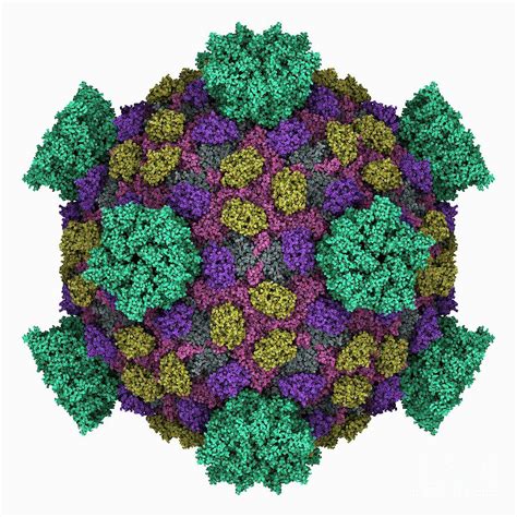 Reovirus Capsid Photograph By Laguna Designscience Photo Library