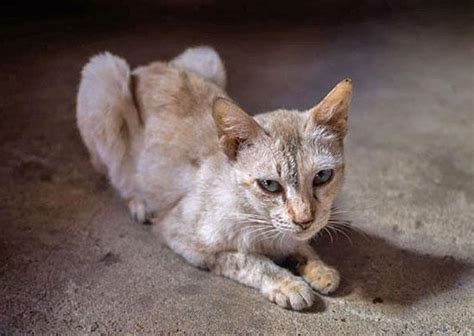 Outdoor cat or stray cat bullying resident cat. Don't Let Your Senior Cat Become a Skinny Old Kitty ...