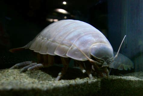 Aquariums Deep Sea Isopod Hasnt Eaten For Over Four Years The Japan