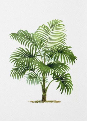 Palm Tree Botanical Illustration Katheleen Turley