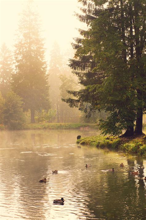 Ducks Swim In The Forest Lake On A Summer Foggy Morning Stock Image