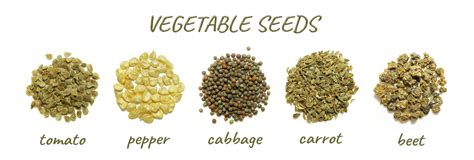 Not Sure What It Means Here Is An Explanation On Seed Types