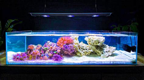 How I Built My Shallow Reef Tank How To Make A Reef Tank Youtube