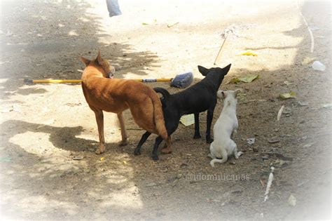 ¿por Qué Se Quedan Pegados Los Perros Apareamiento Imagenes Dominicanas