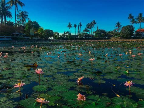 Beautiful Flower Gardens You Must Visit In Bali