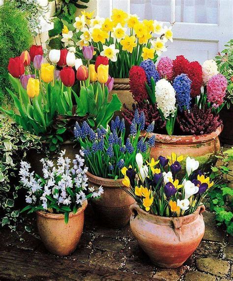 Potted Bulbs Vasos De Flores Jardim Na Primavera Flores Bonitas