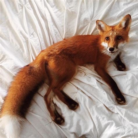 Adorable Pet Fox Named Juniper Will Steal Your Heart