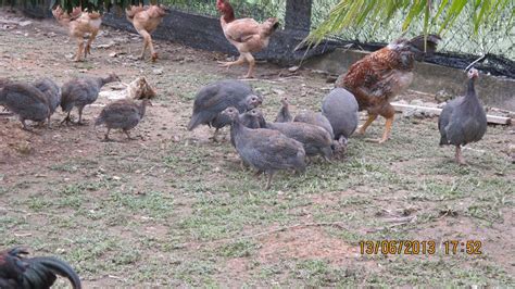 Man, i am craving for turkey right now lol. hanafiah the fish farmer: ayam belanda