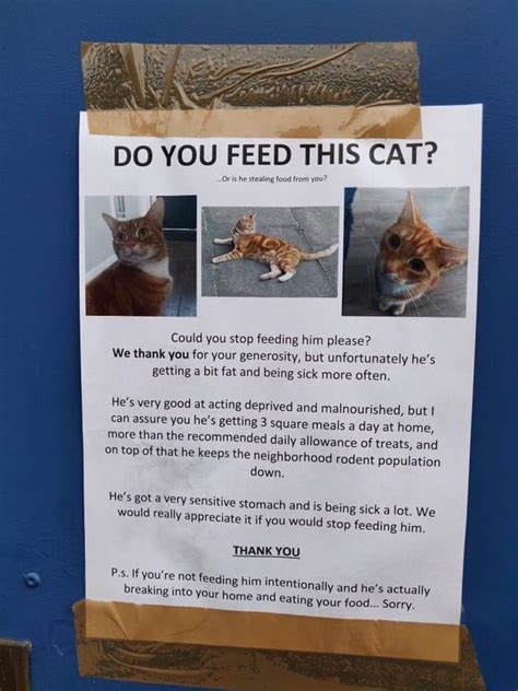 But the problem is, feeding it can be a problem. Alright, which one of you have been feeding this cat? Y ...