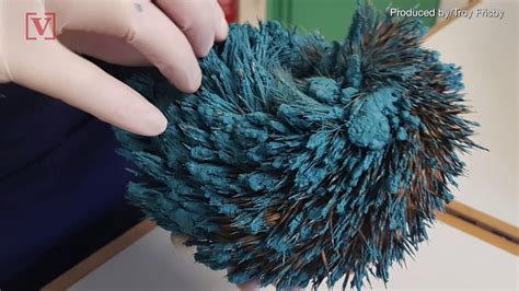 Real Life Sonic The Hedgehog Rescued After Being Painted Blue Youtube