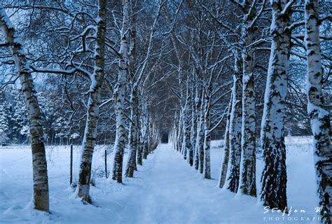 winter forest  ultra hd wallpaper background image