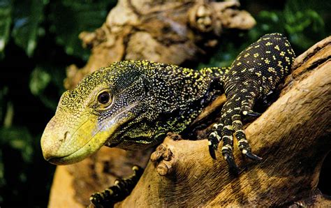 It is placed in the subgenus odatria. Crocodile monitor lizard facts, are crocodile monitors ...