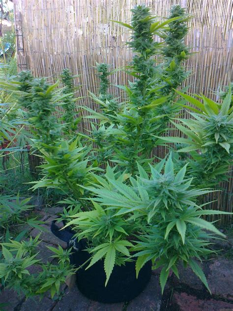 Sensi seeds is so much more than a commercial supplier of seeds. Galerie des Variétés: Ed Rosenthal Super Bud (Sensi Seeds ...