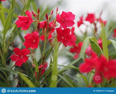 Sweet Oleander Rose Bay Nerium Oleander Name Dark Pink Flower Tree In