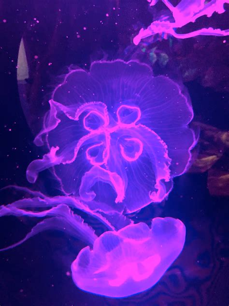 Free Images Sea Petal Animal Underwater Jellyfish Pink