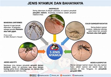 5 Jenis Nyamuk Dan Bahayanya Gambar Poster Penulis Cilik Nyamuk Poster Gambar