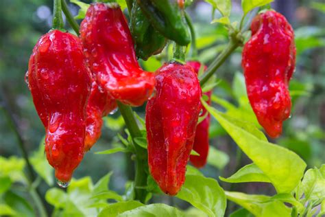 Ghost Pepper Plant Scoville Colors And Updated Grow Guide