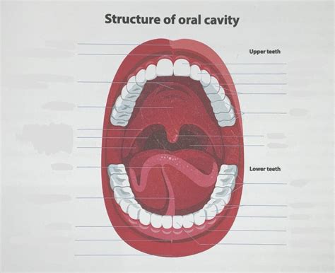 Structure Of Oral Cavity Diagram Quizlet