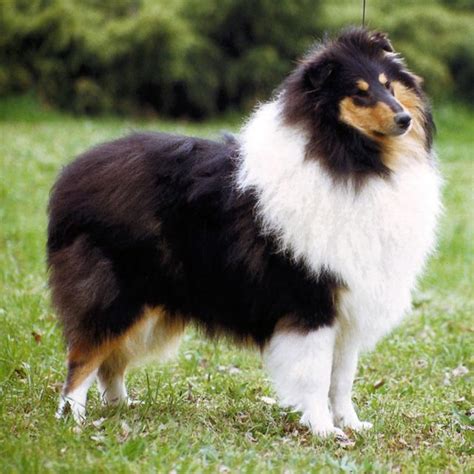 1000 Images About Group Rough Collies Aka Lassie Best Dog Breed