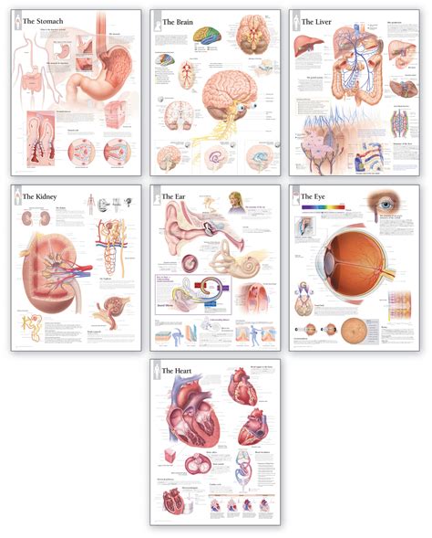 However, there is no universally standard definition of what constitutes an organ, and some tissue groups' status as one is debated. Body Organ Wall Chart Set - Scientific Publishing