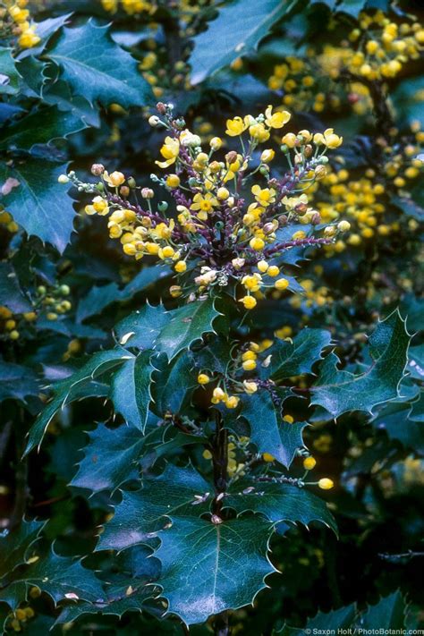 Mahonia Summer Dry Celebrate Plants In Summer Dry Gardens