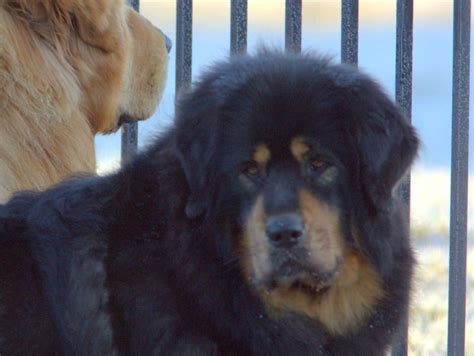 Câinele Ciobănesc De Pază și Apărare Mastiff Tibetan Cel Mai Scump