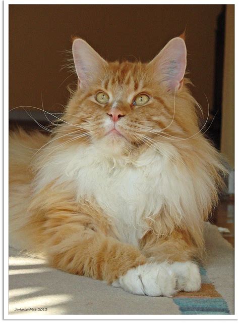 Why buy a maine coon kitten for sale if you can adopt and save a life? Pin en Cute Kittens