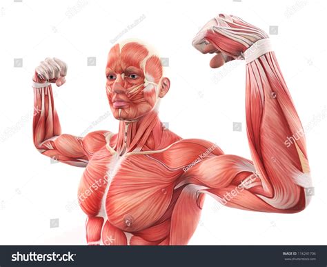 Human Muscle Anatomy Sketches