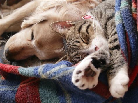 Yak yak yeayy raya dah tiba gostan x 17 puasa nabil ahmad bell ngasri. Are Cats the Perfect Therapy Animals? Heck, Yeah! - Catster