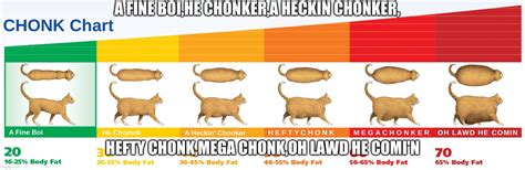 Chonk Chart Imgflip