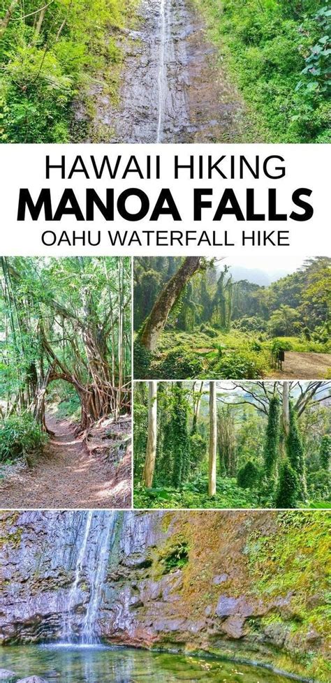 Manoa Falls Trail Best Waterfall Hikes On Oahu Hawaii Oahu