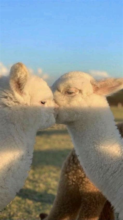 Adorable Animal Couples 💓 Part 3 Cutee Animals Fluffy Animals Cute