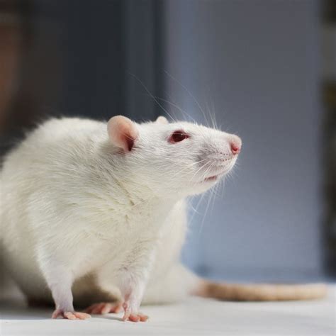 Lab Rats Are Relaxed When They Drive Study Shows