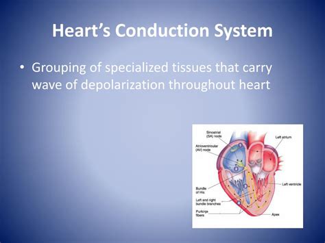 Ppt Anatomy And Electrophysiology Of The Heart Powerpoint