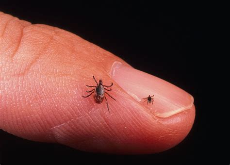 Conservation Efforts Are Increasing Risk Of Lyme Disease
