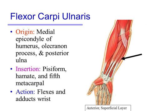 Bipennate muscles which attach to insertion. PhysioOsteoBook - FLEXOR CARPI ULNARIS MUSCLE (FCU) | Facebook