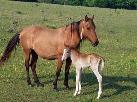 Spanish Mustang Horse Breed Information Horse Breeds Horses Mustang