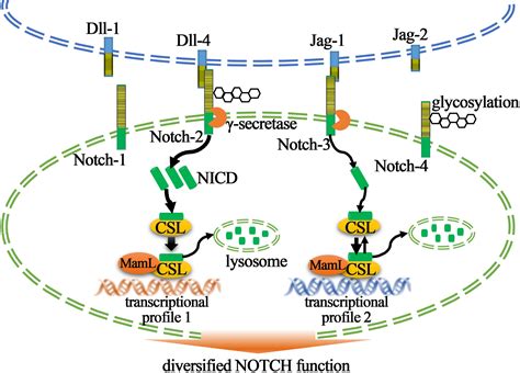 Frontiers Biological Significance Of Notch Signaling Strength