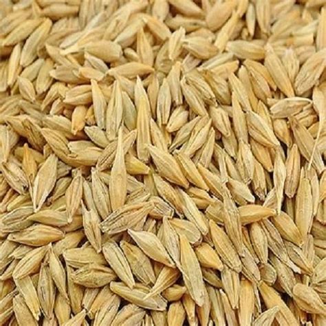 Natural Barley Seeds Pack Size 5kg And Also Available In 10kg And