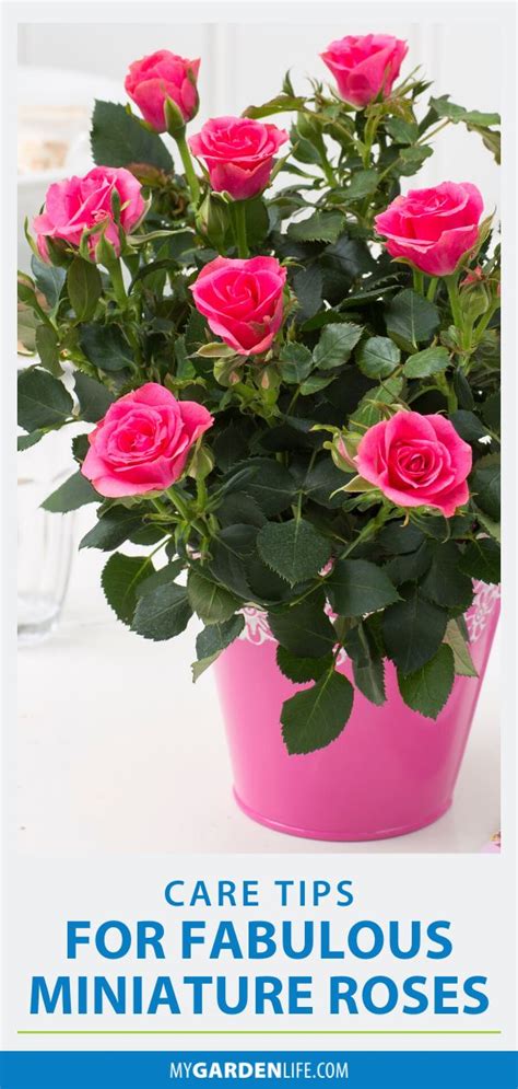 Tips and things to consider when growing roses indoors Care Tips for Fabulous Miniature Roses | Indoor roses ...